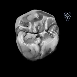 Проект "Shade of morphology"