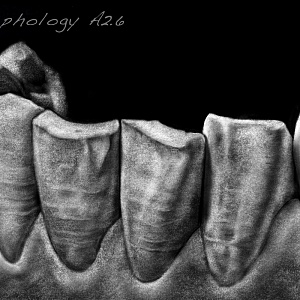 Проект "Shade of morphology"