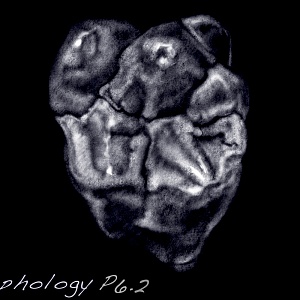 Проект "Shade of morphology"
