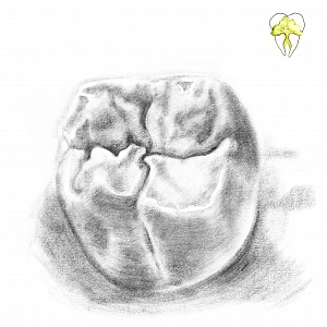 Проект "Shade of morphology"