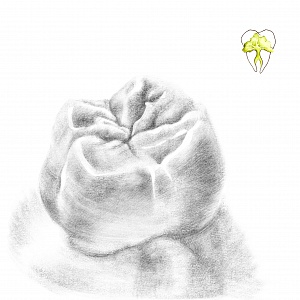Проект "Shade of morphology"