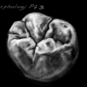 Проект "Shade of morphology"