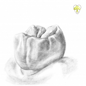 Проект "Shade of morphology"