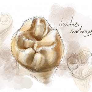 Проект "Shade of morphology"