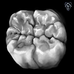 Проект "Shade of morphology"