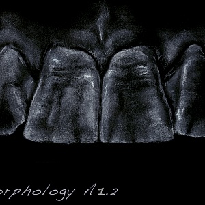 Проект "Shade of morphology"