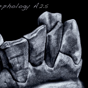Проект "Shade of morphology"