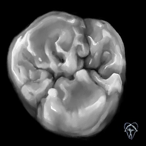 Проект "Shade of morphology"
