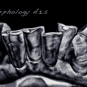 Проект "Shade of morphology"