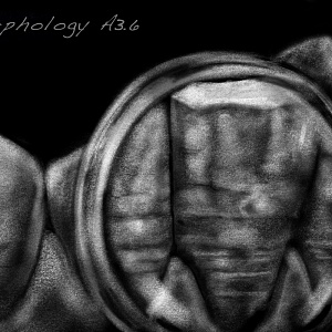 Проект "Shade of morphology"