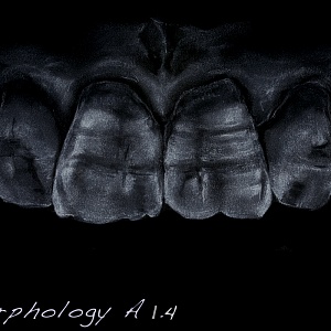 Проект "Shade of morphology"