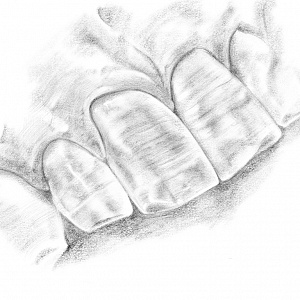 Проект "Shade of morphology"