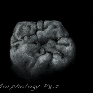 Проект "Shade of morphology"