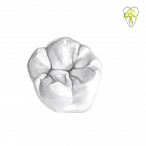 Проект "Shade of morphology"