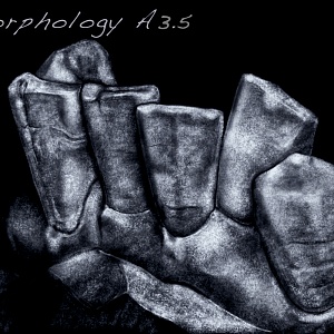 Проект "Shade of morphology"