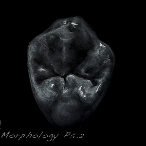 Проект "Shade of morphology"
