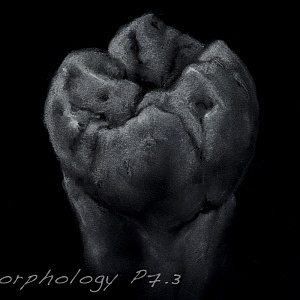 Проект "Shade of morphology"