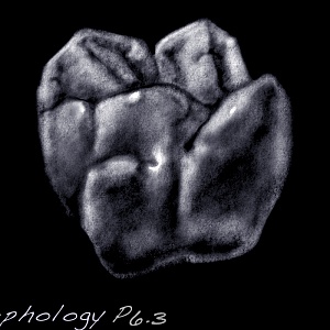 Проект "Shade of morphology"