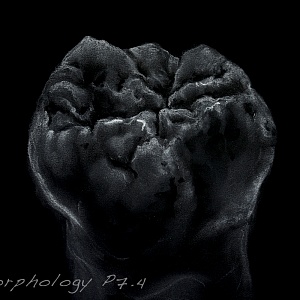 Проект "Shade of morphology"