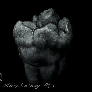 Проект "Shade of morphology"